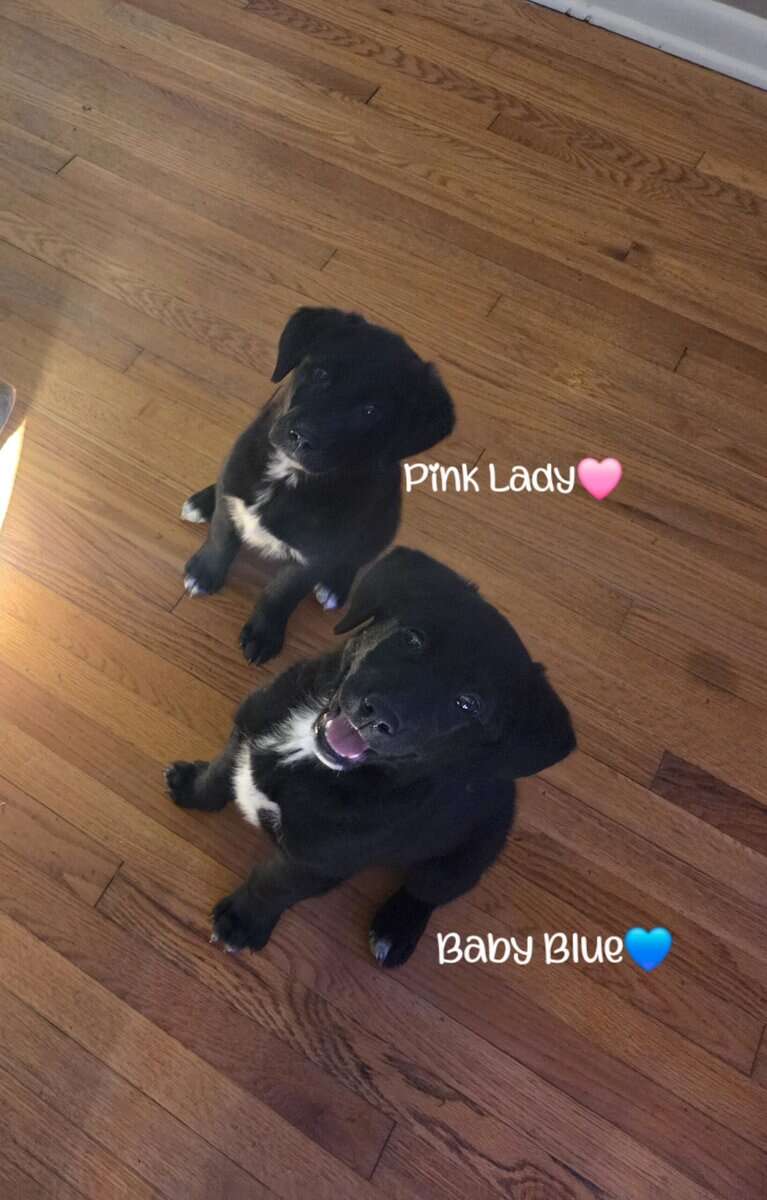 Golden Retriever x Shiba Inu Puppies image 11