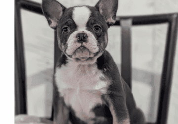 Xena (French Bulldog)