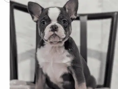 Xena (French Bulldog)