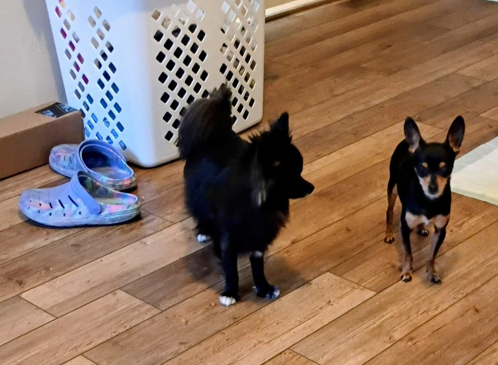 Adorable Male Chihuahua Puppy image 3