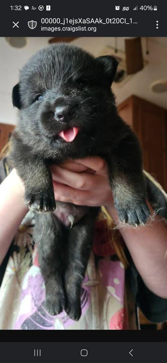 King shepard stud image 6