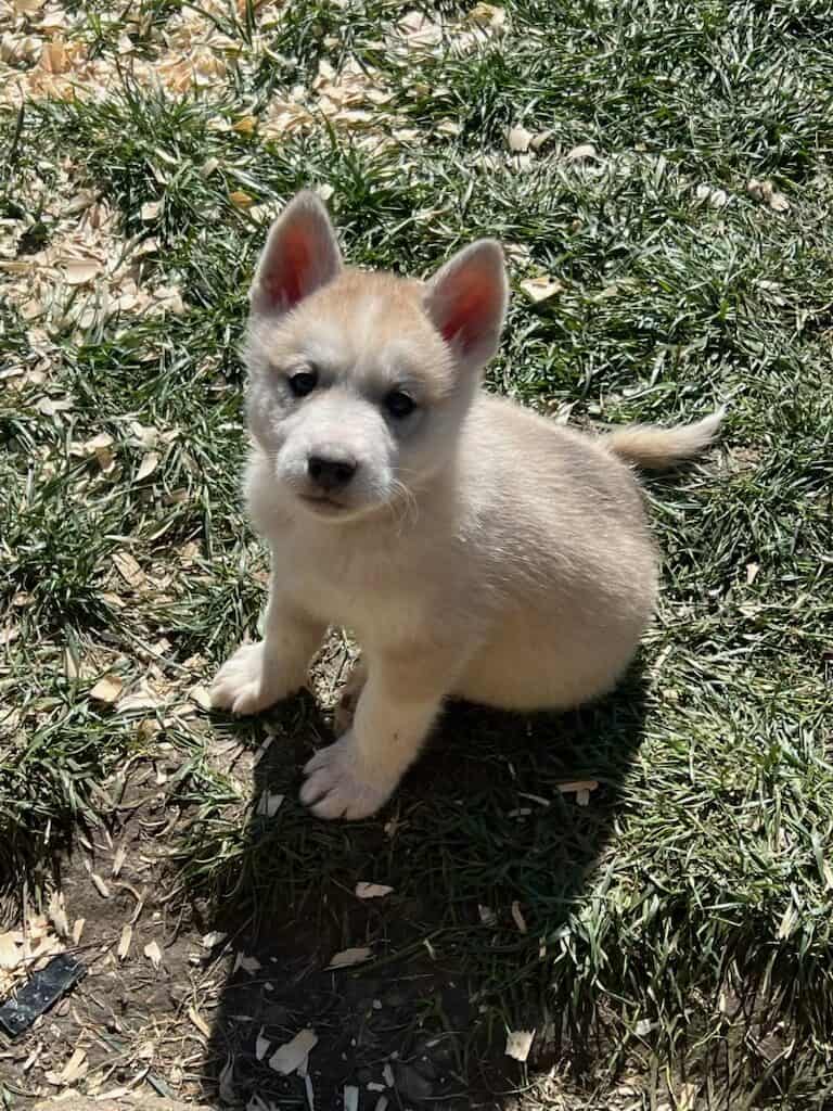 Malamute husky puppies image 2