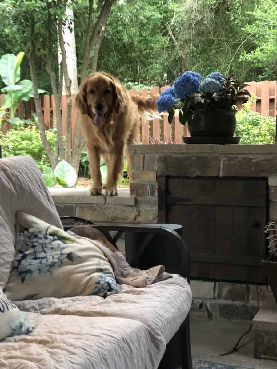 Golden Retriever - 5 Years Old image 4