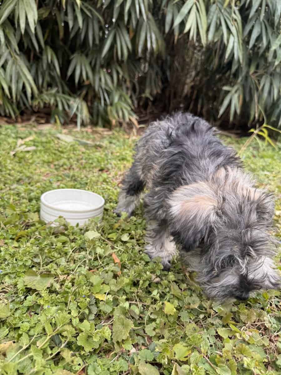 Miniature Schnauzer puppy image 2