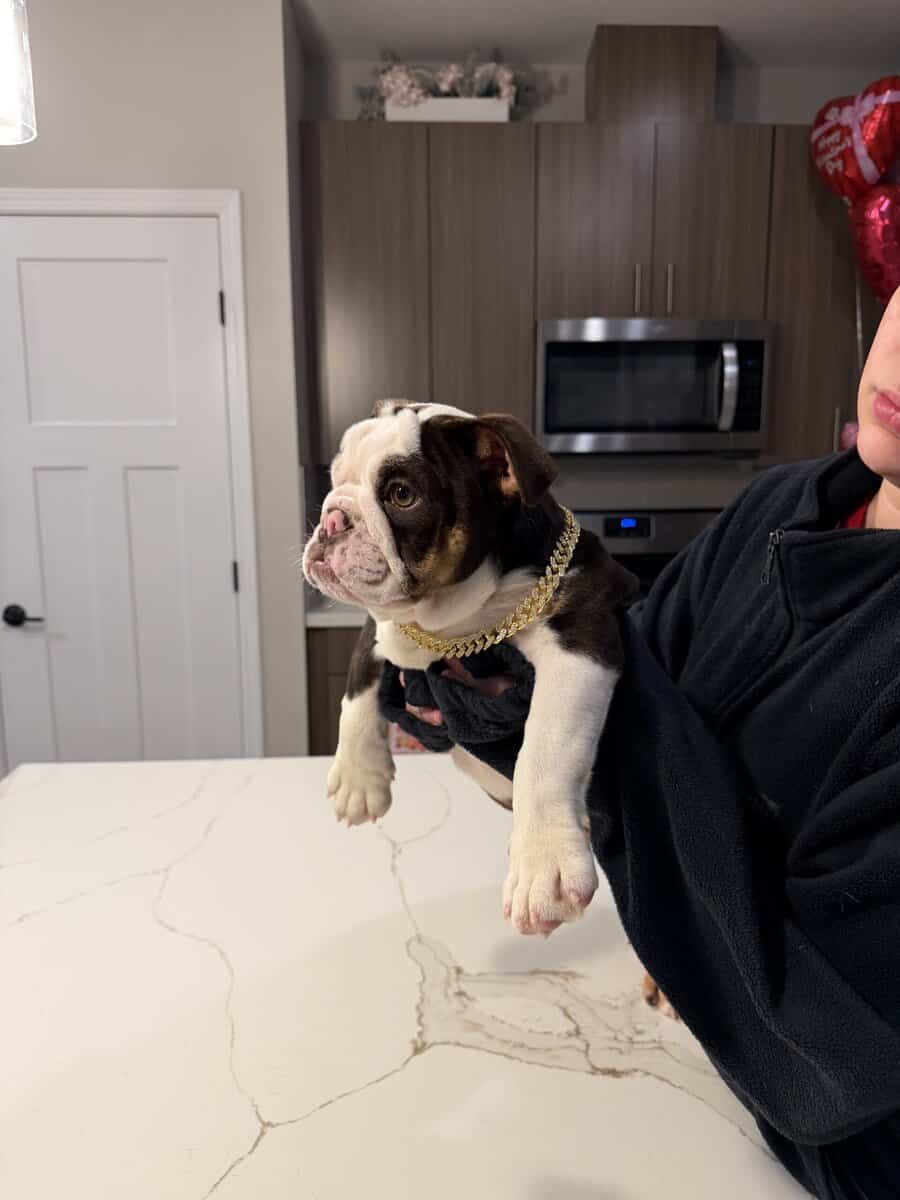 English bulldog image 2