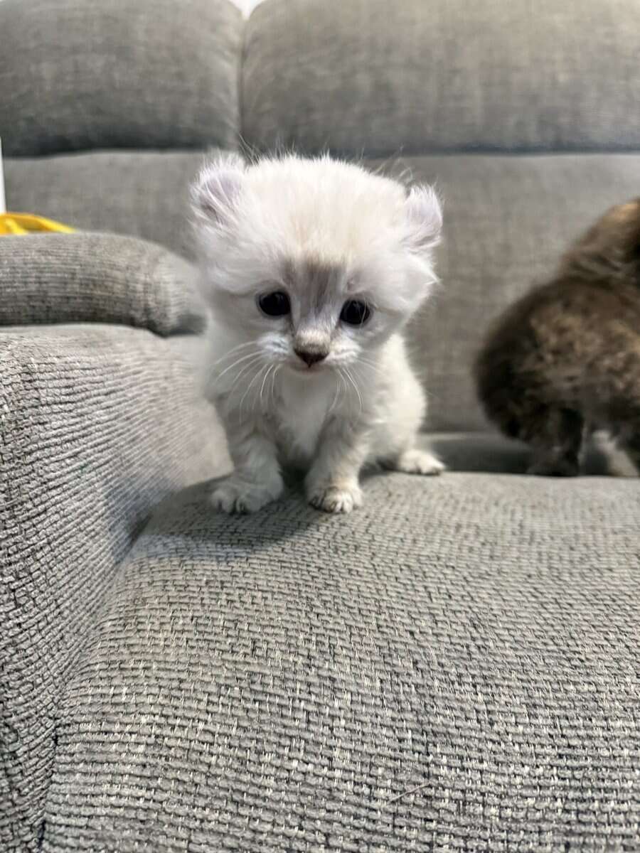 Highlander kittens image 9