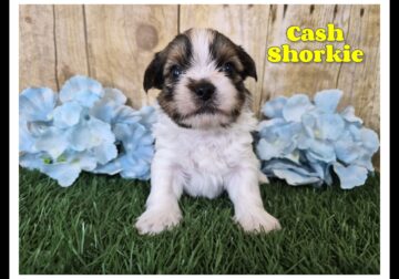 Cash Male Shorkie