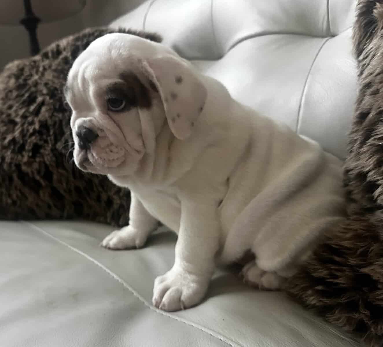 AKC ENGLISH BULLDOG image 1