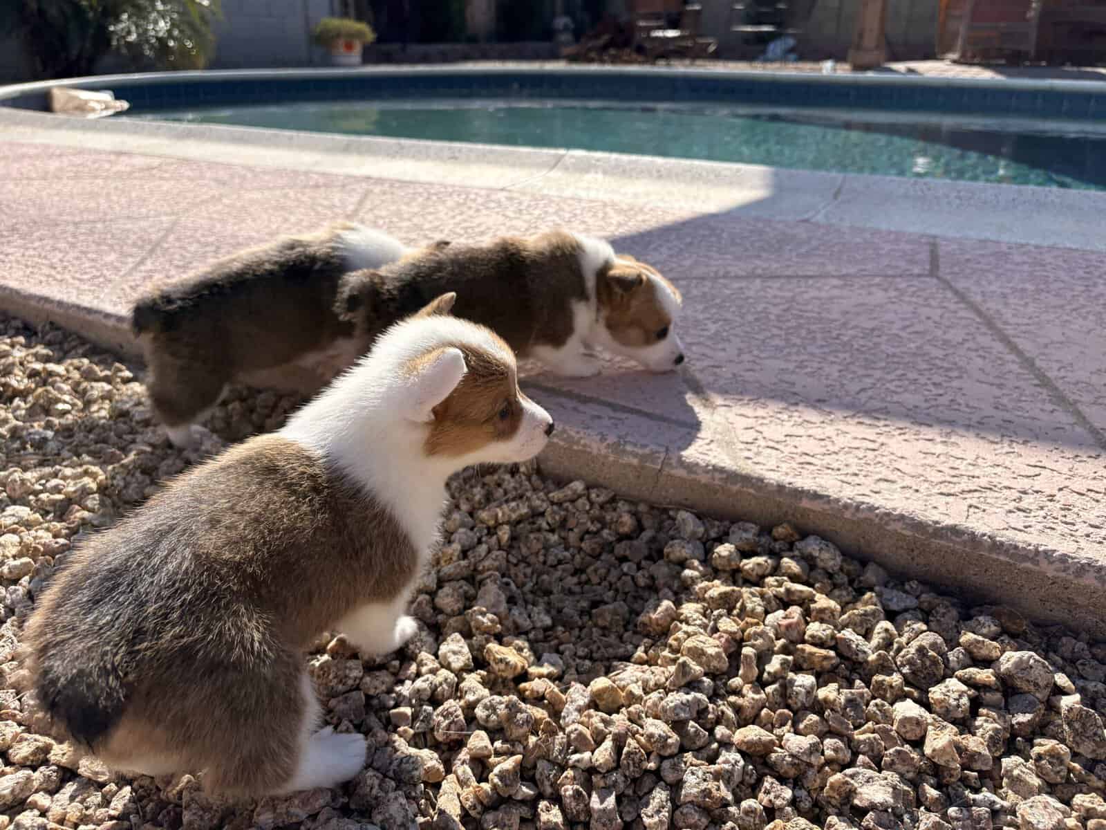 Purebred Pembroke Welsh Puppies image 7