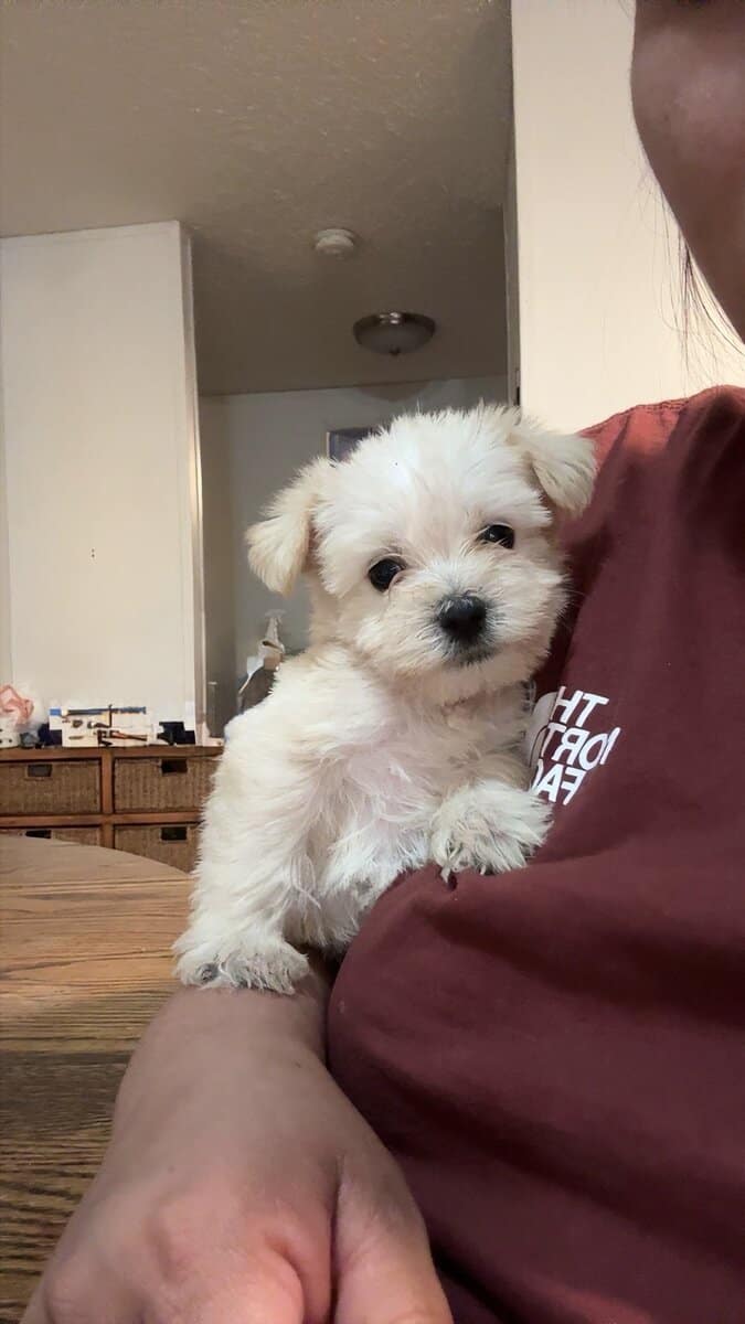 Puppies image 1