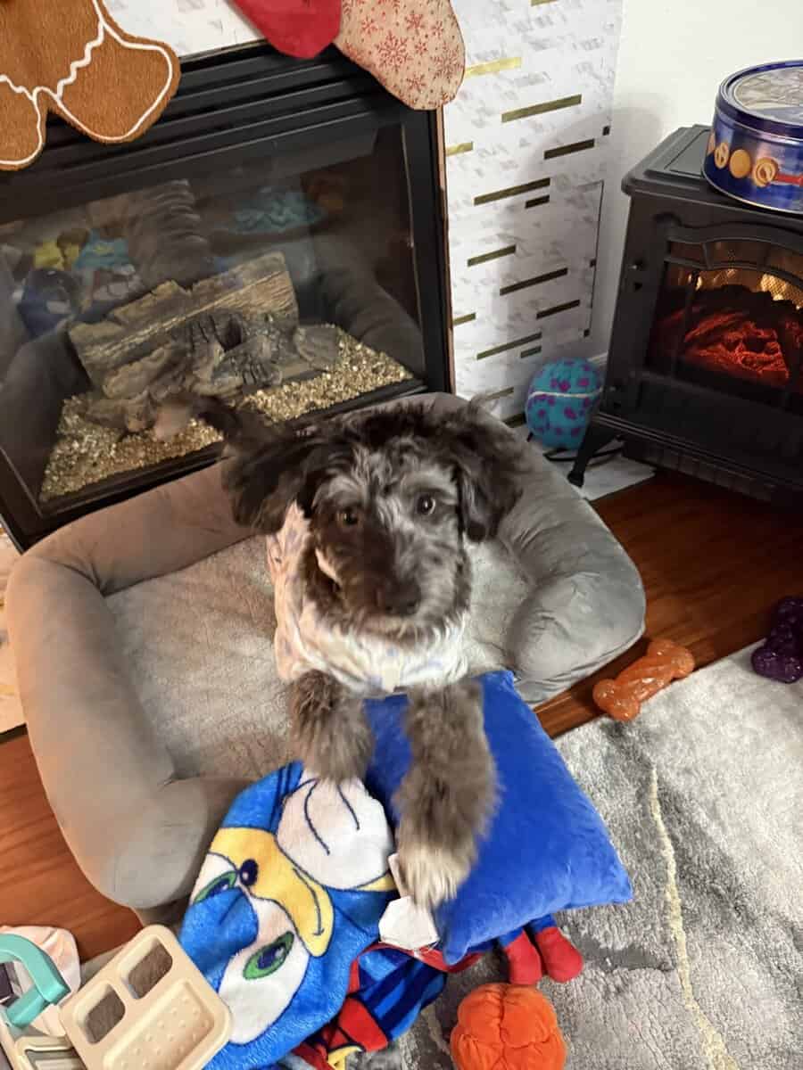 Adorable Aussiedoodle image 7