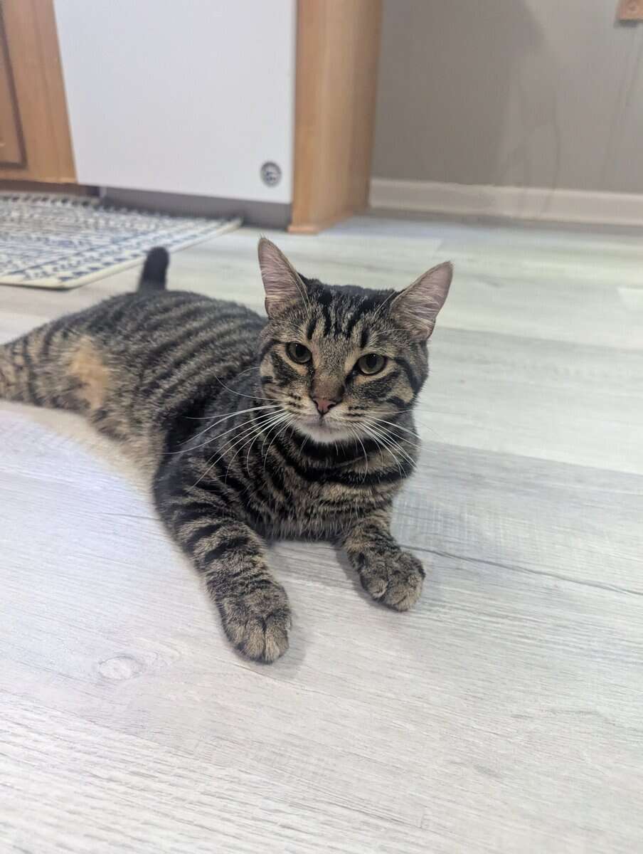 Fixed young male cat, Timmy image 4
