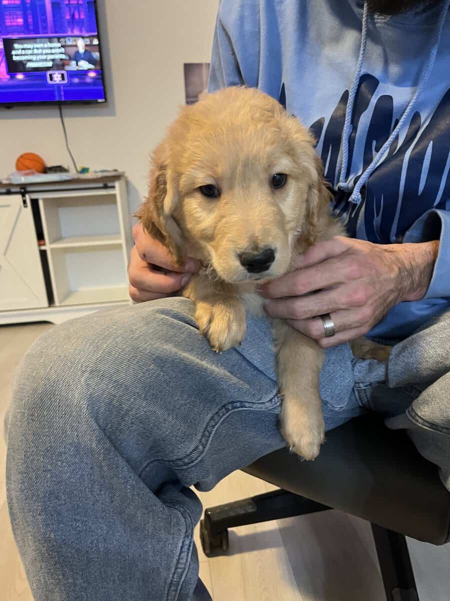 4 golden doodle puppies image 4