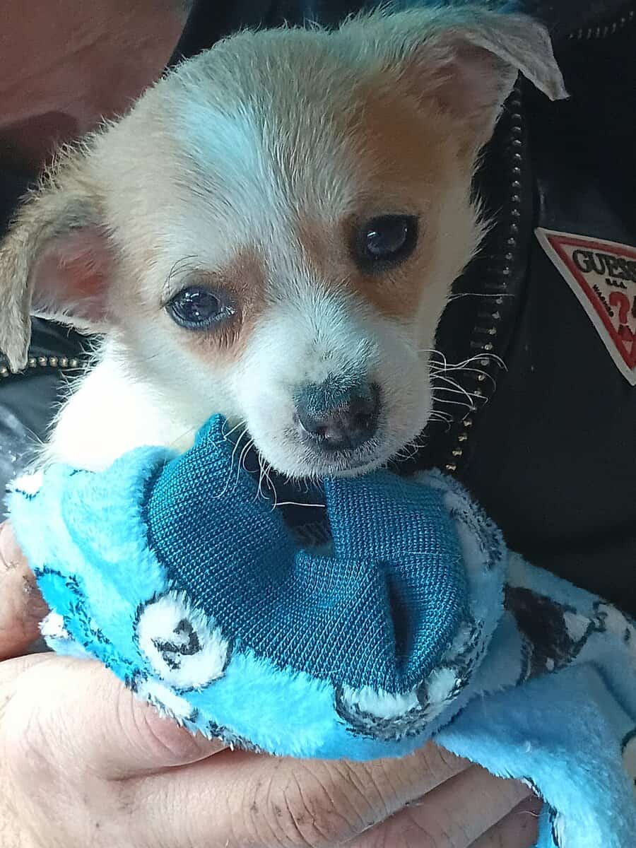 Pomchi puppies image 2