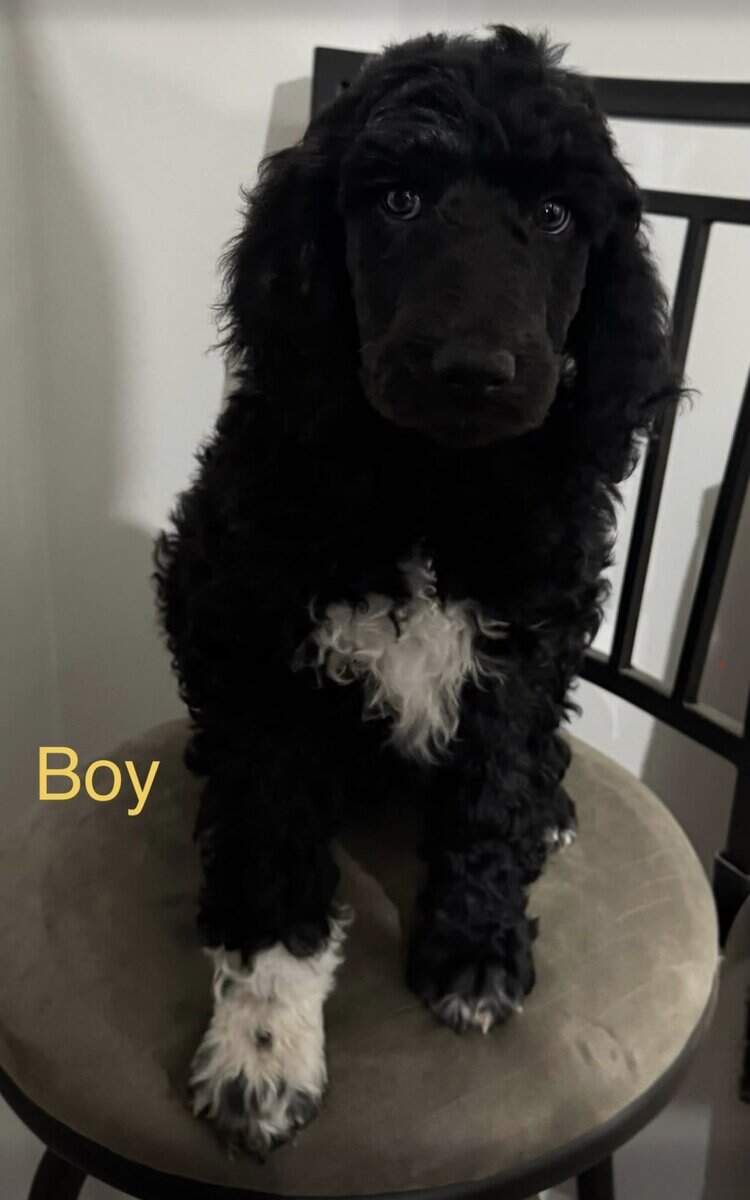 Standard Poodle Puppies image 4