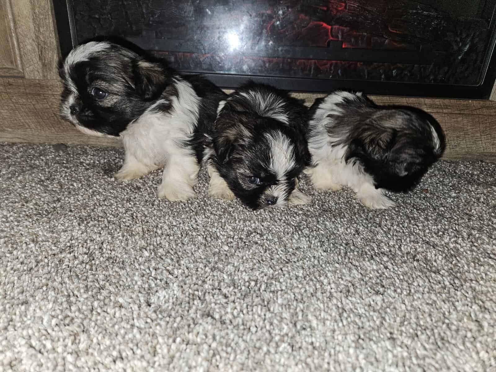 Imperial Shih-tzu Puppies image 6