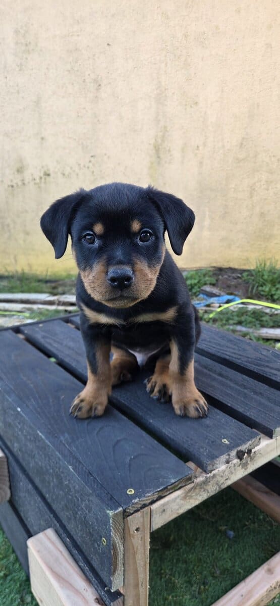 Rottweiler- Orange image 3