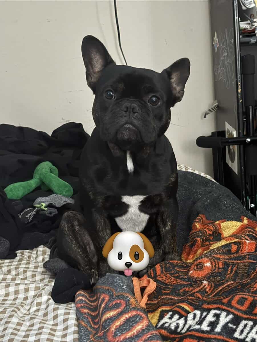 Purebred French Bulldog (With Papers) – 1½ Years O image 2