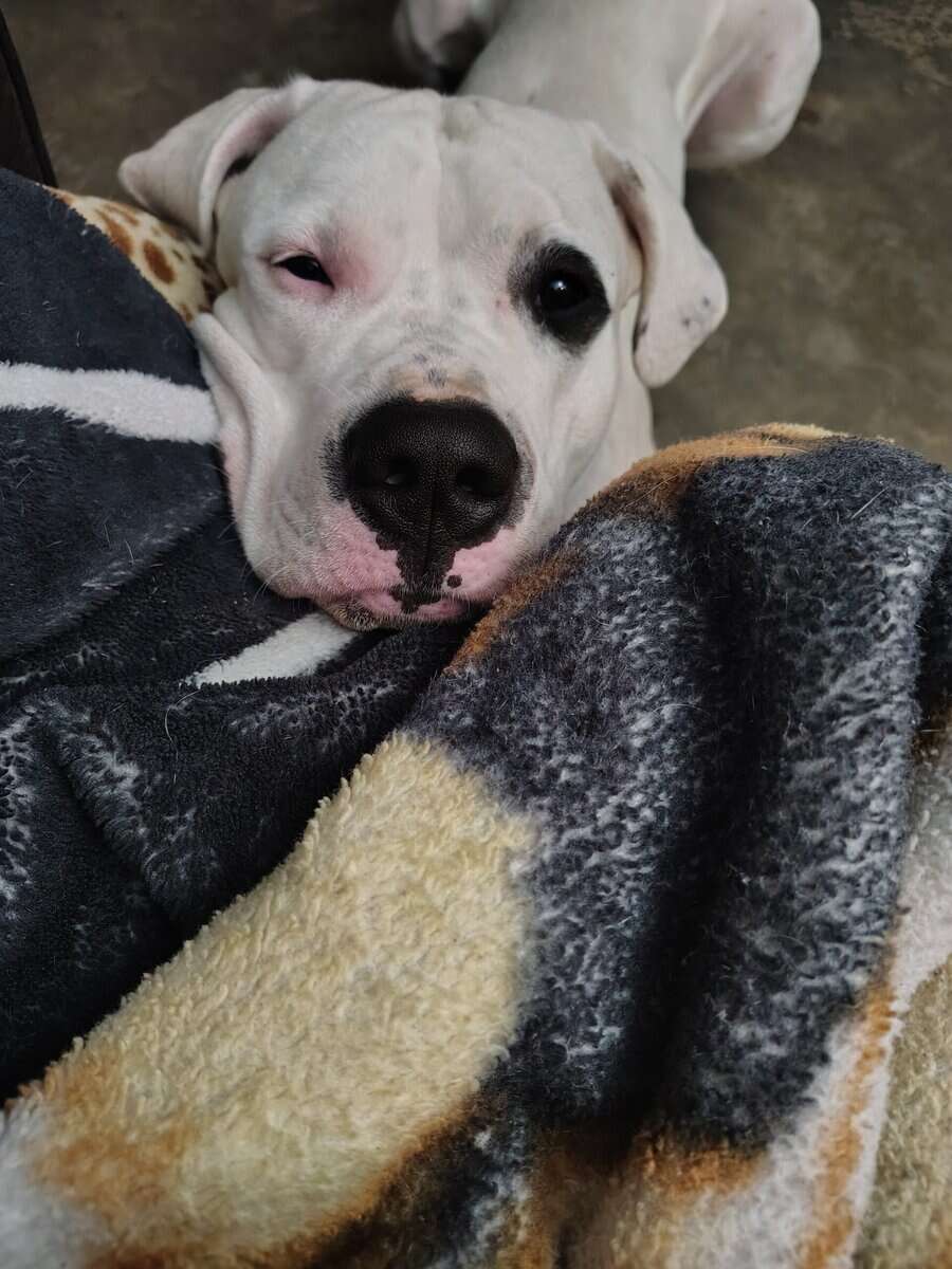 10 Week Dogo Argentino/ Colby Pitbull Puppies image 11