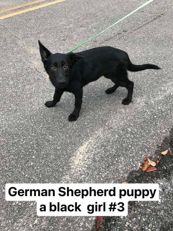 Akc German Shepherd Puppies image 7