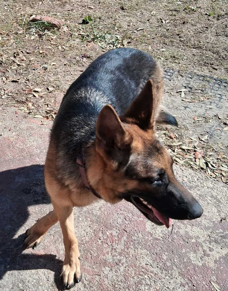 German Shepard image 1