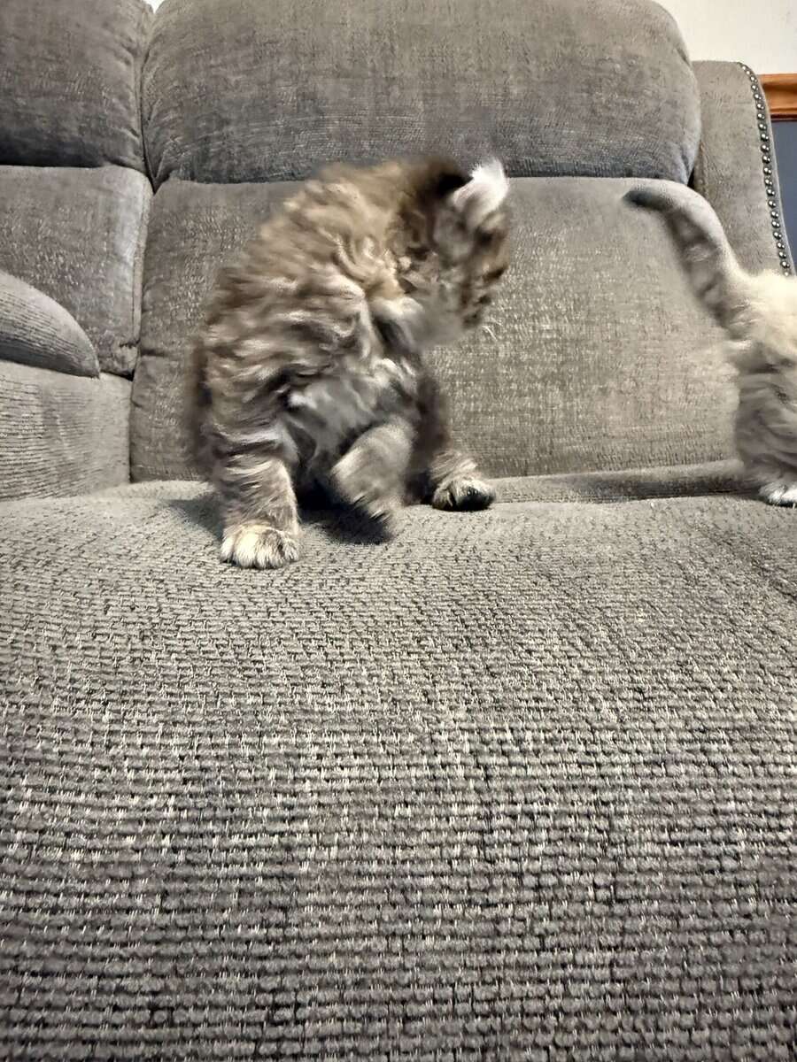 Highlander kittens image 7