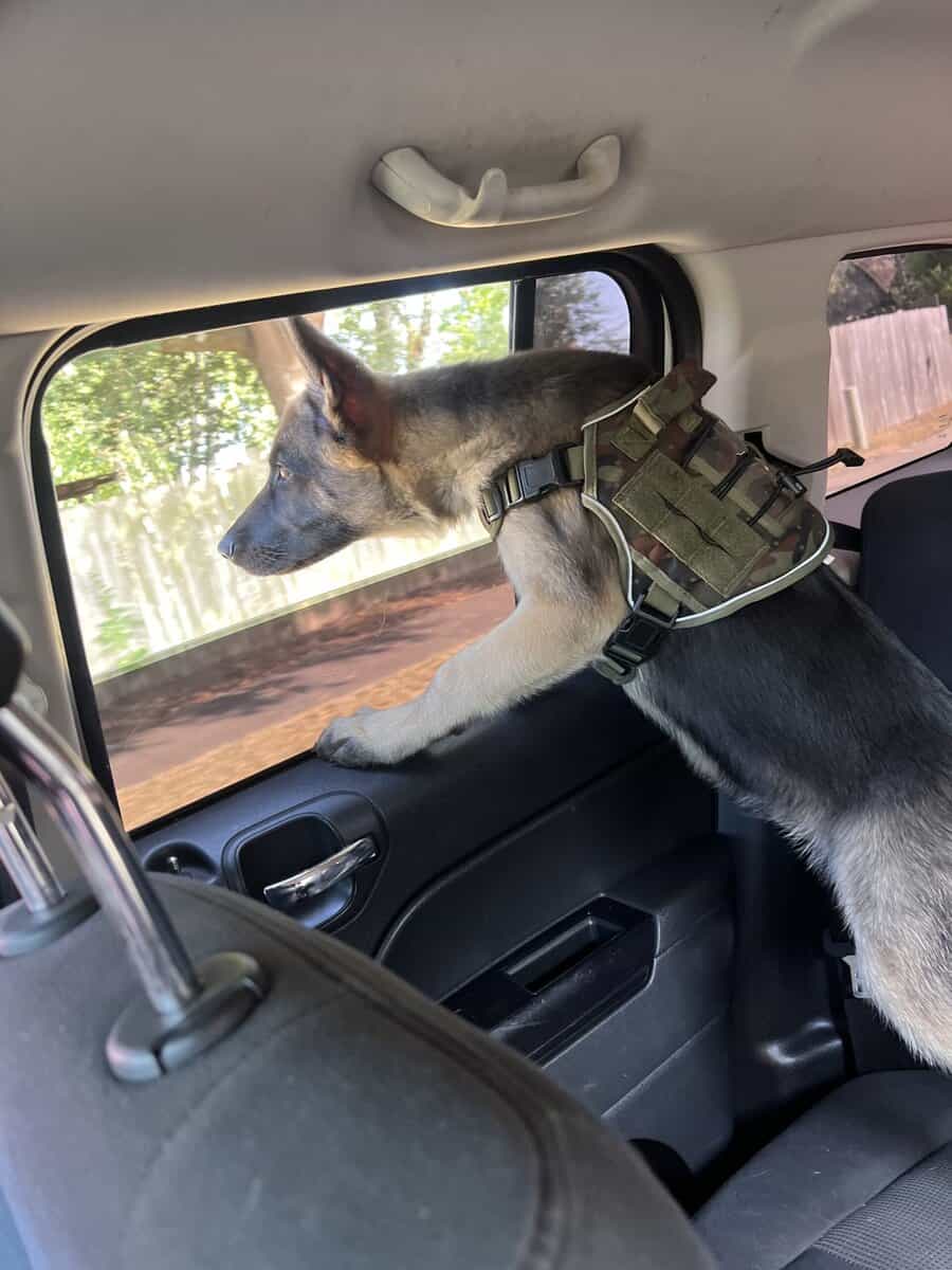 6 month German Shepherd puppy image 3