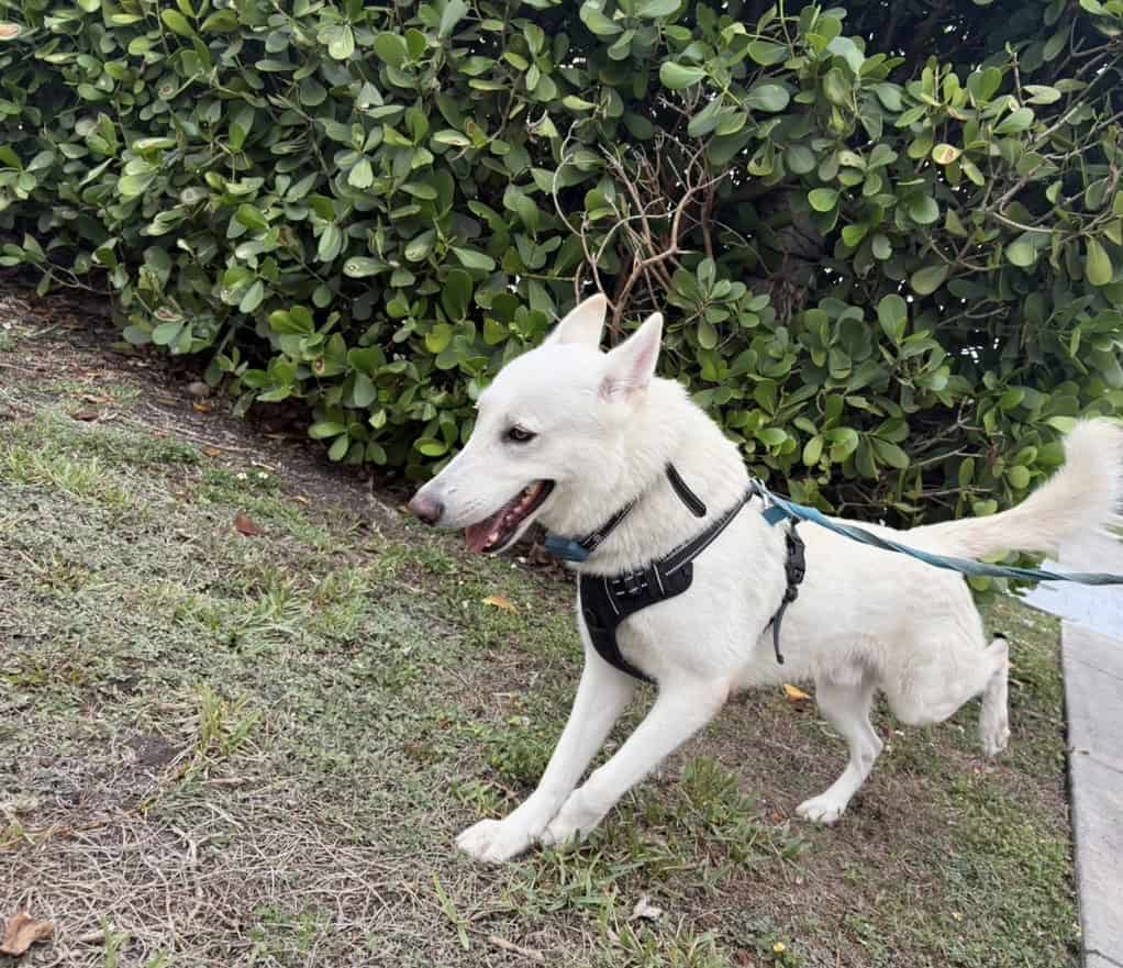 White Swiss Shepherd l image 2