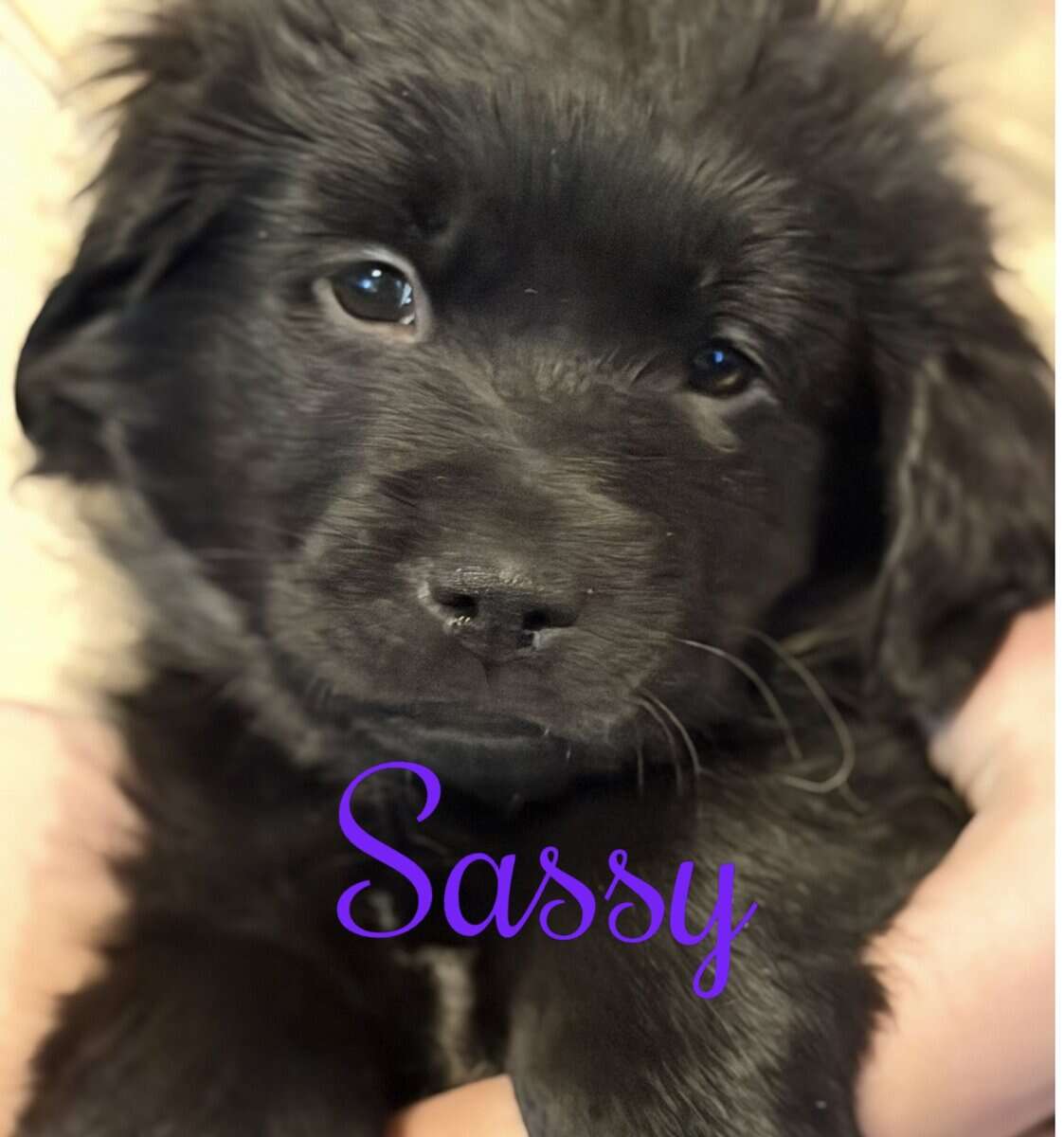 Newfoundland Puppies | Upstate Newyork image 9