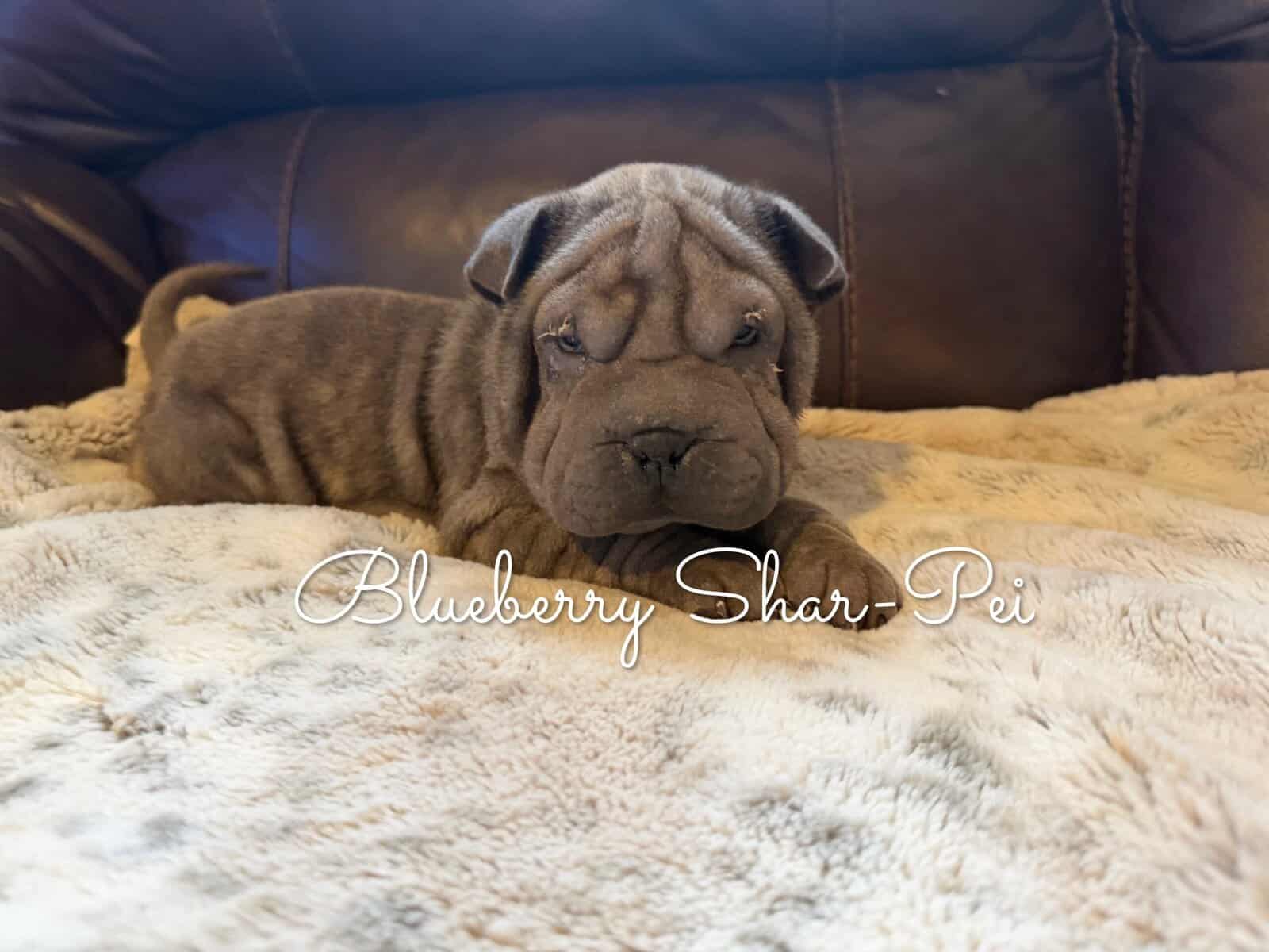 Shar-Pei Puppies image 2