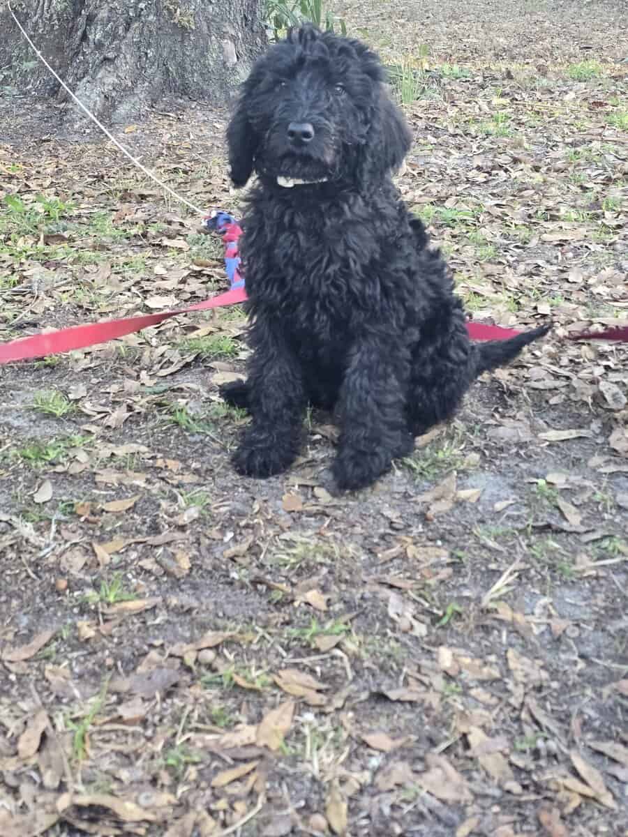 Labradoodles image 3