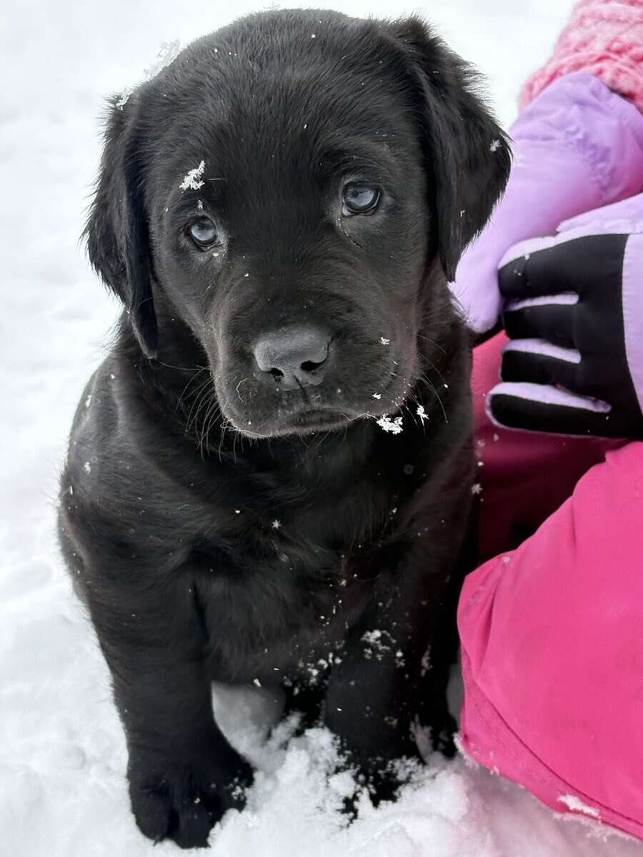 Lab puppies for sale image 6