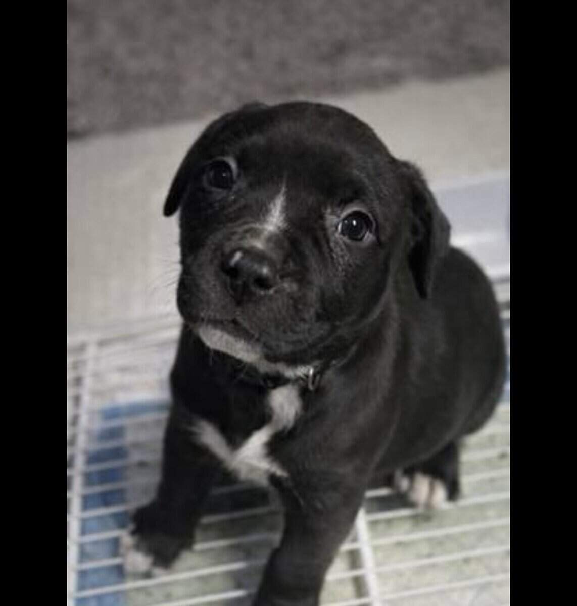 American Bully Puppy image 1