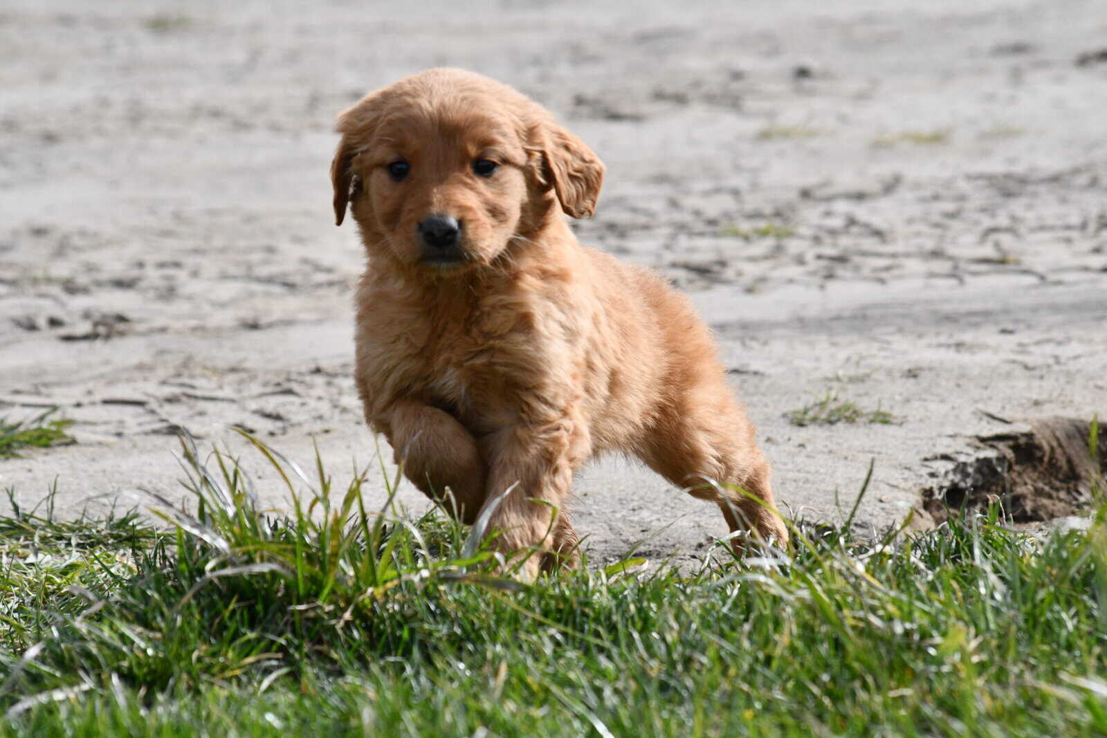 Purebred Golden Retriever papered image 2