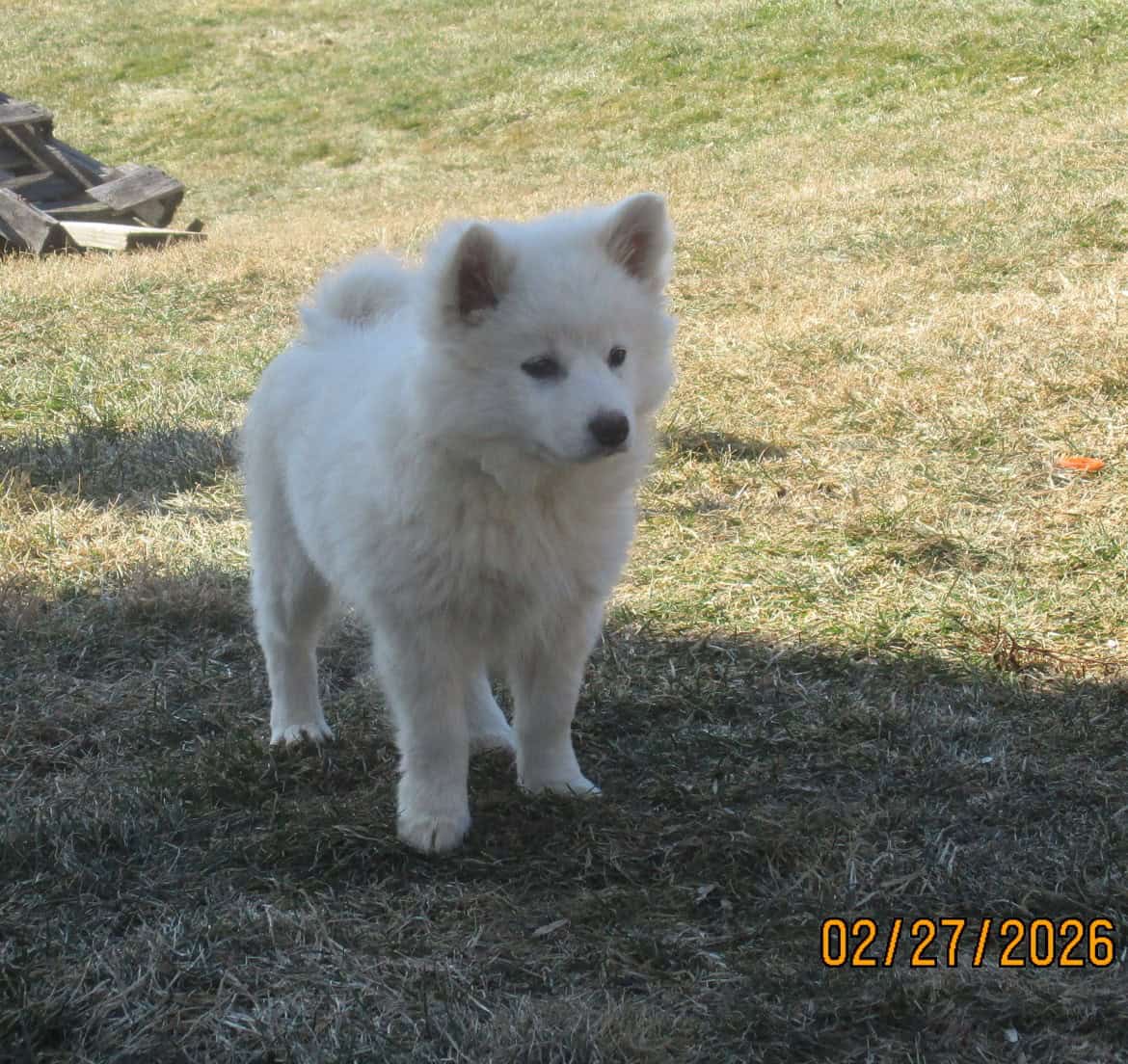 CKC American Eskimo Puppies image 5