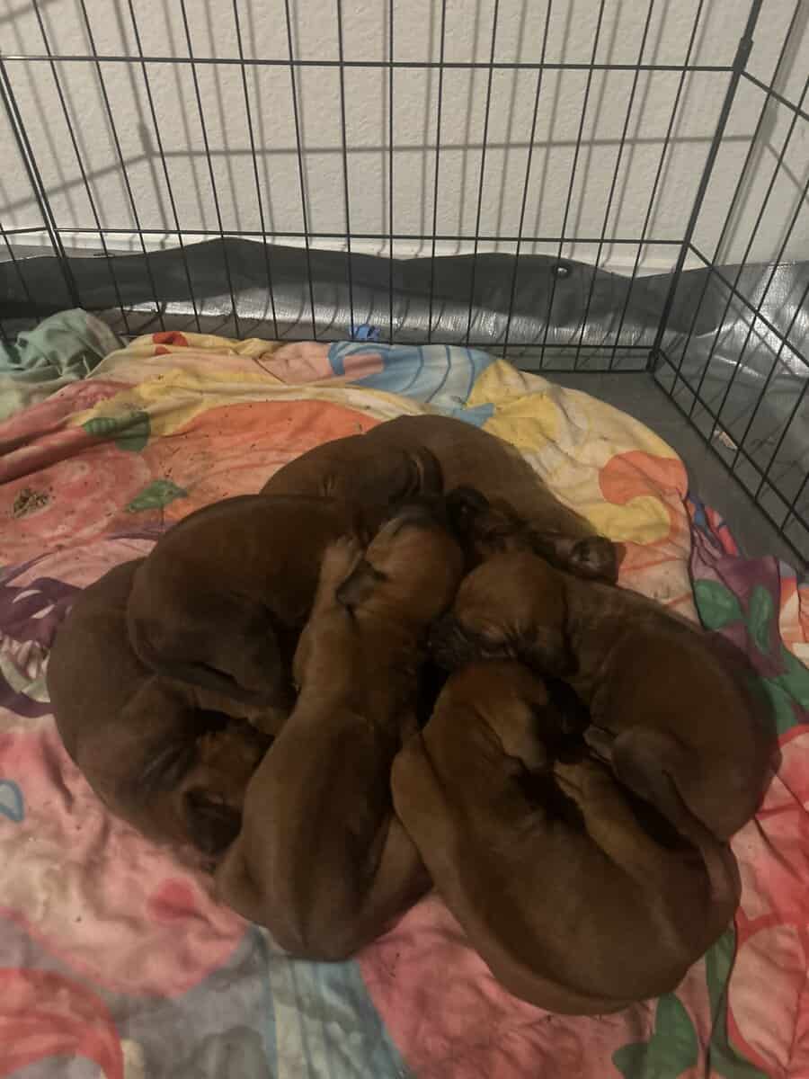 Rhodesian Ridgeback Puppies image 12
