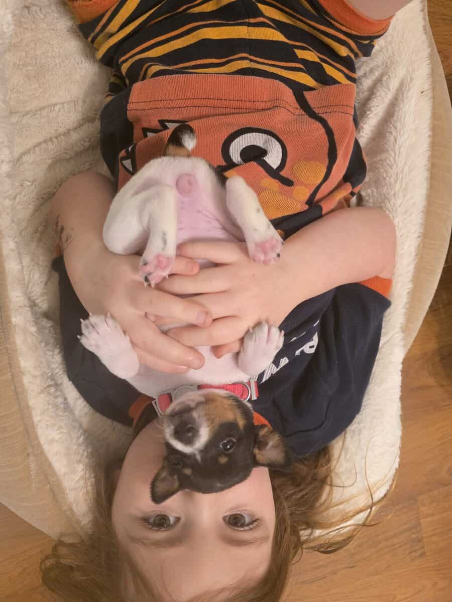 Rat Terrier Puppies image 8