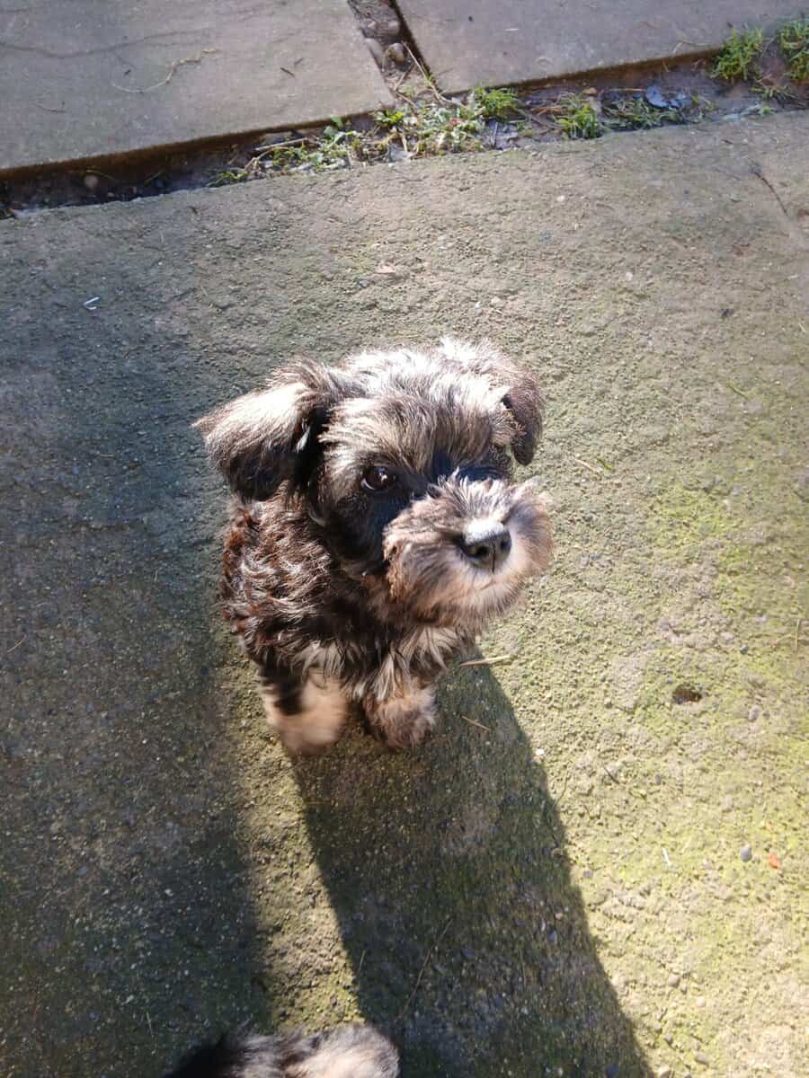 Schnauzer small image 2