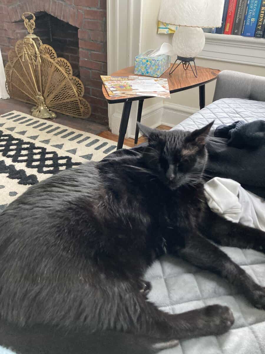 Very meek and sweet boy needs forever home image 5