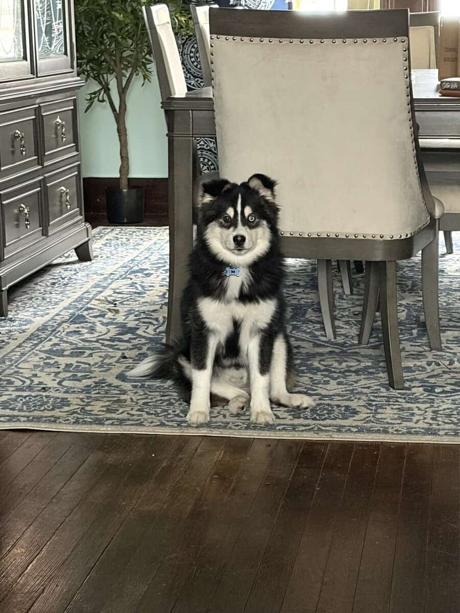 Pomsky image 2