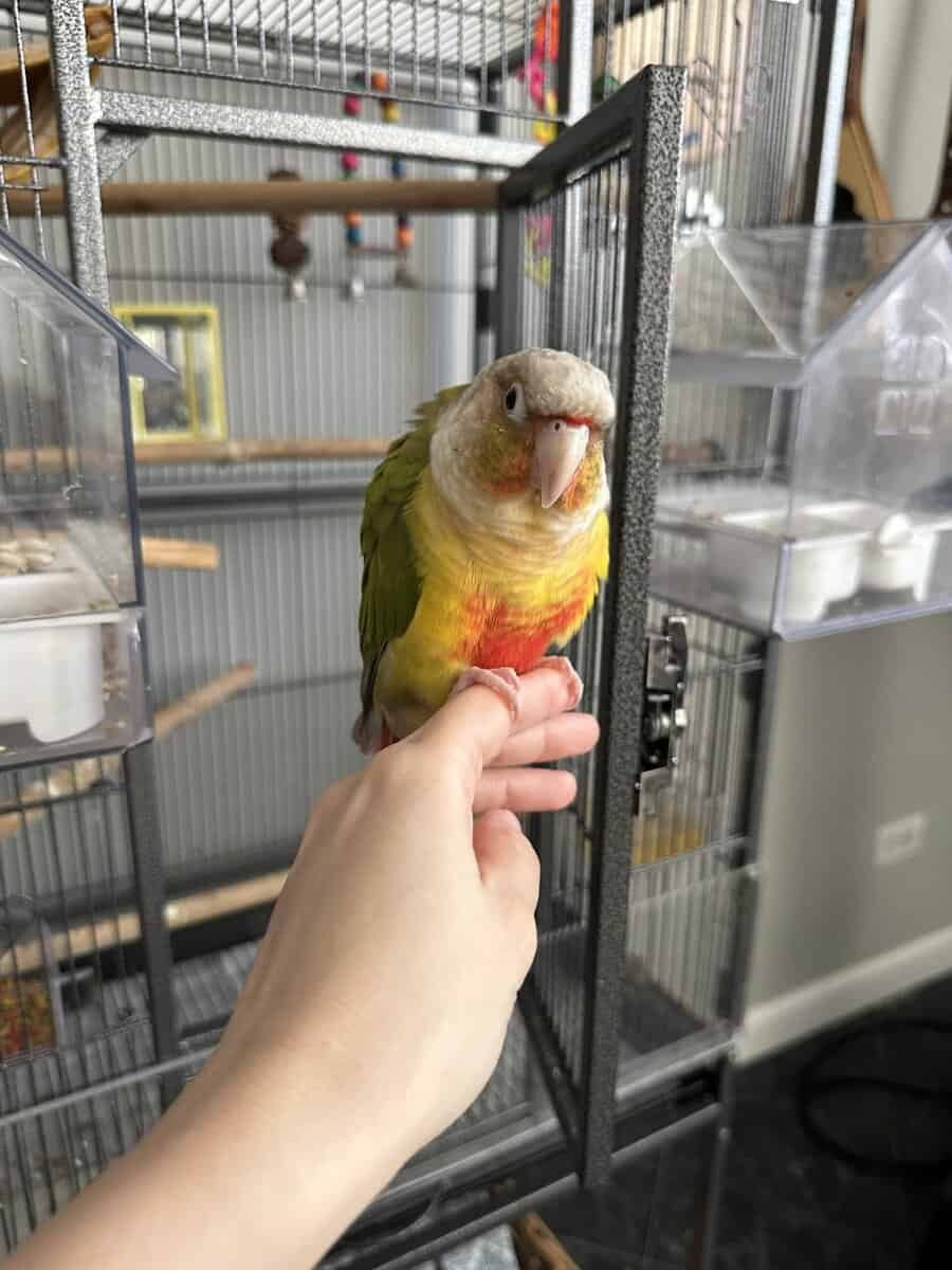 Conure Bird for Sale, cage included image 1