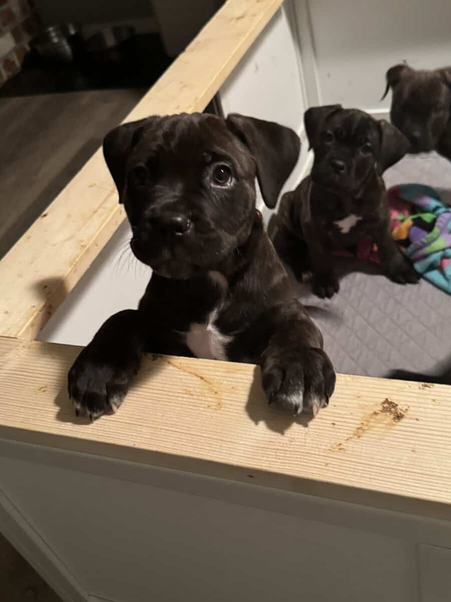 Cane Corso Puppies image 4