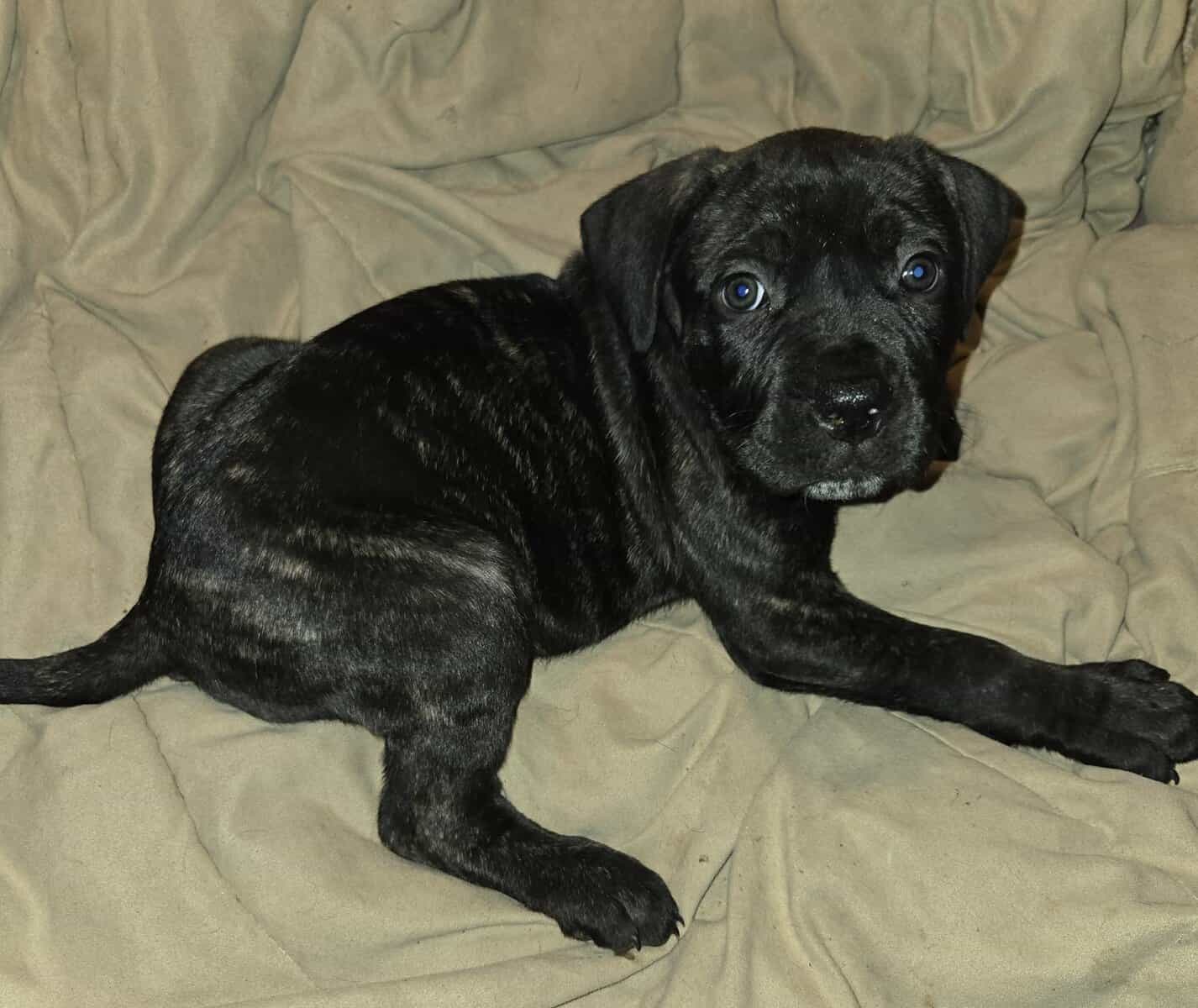 Presa Canario Cane Corso mix 8 weeks old image 6