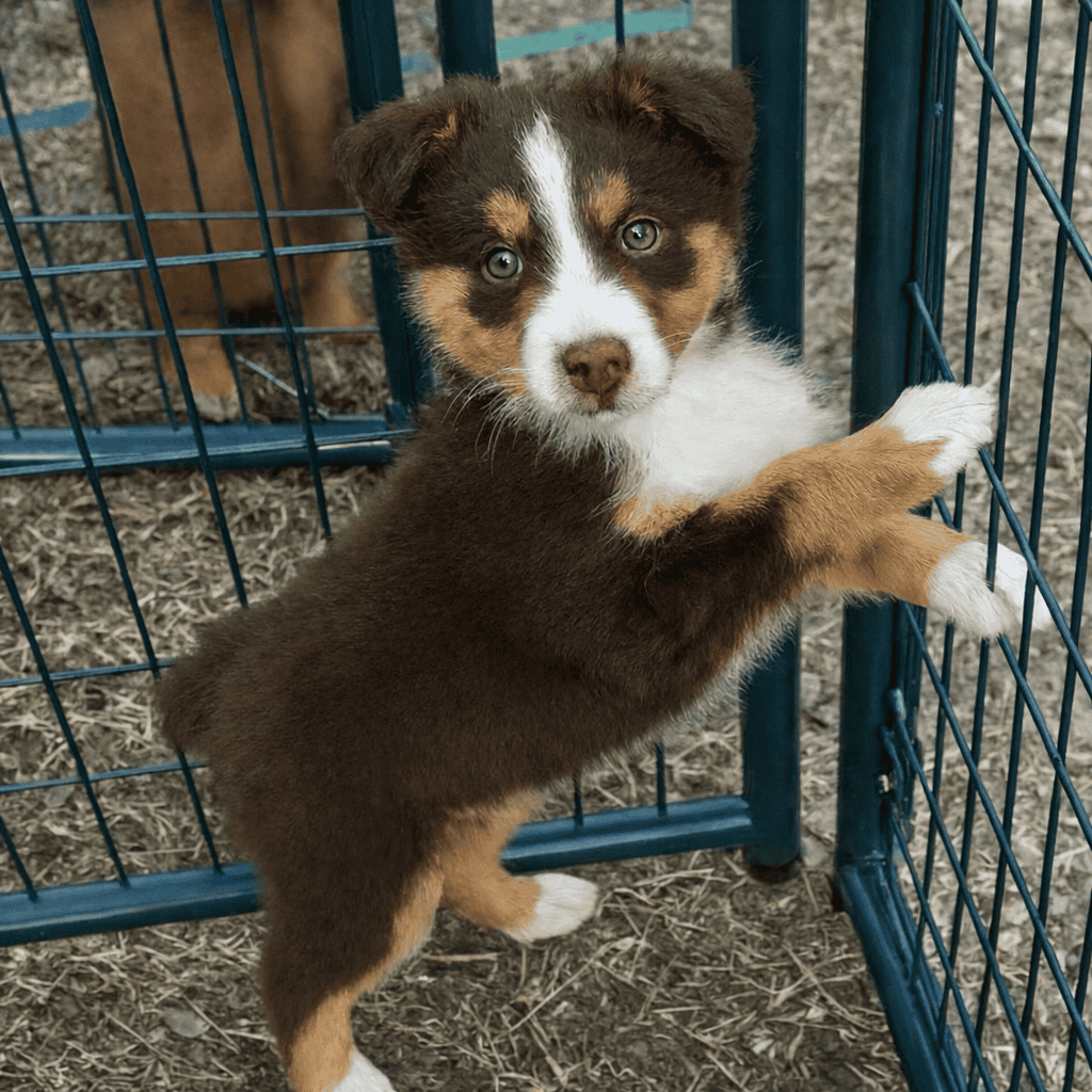 Ckc registered australian shepherd standard image 2