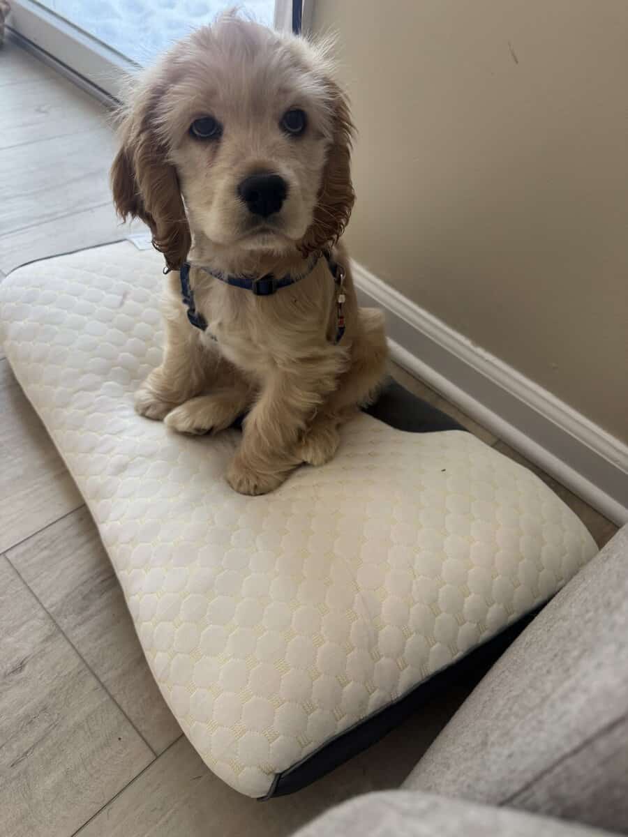 Furever family image 3