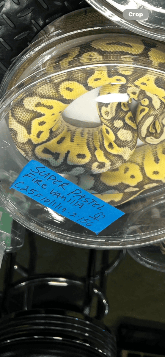 Ball Python and accessories image 5