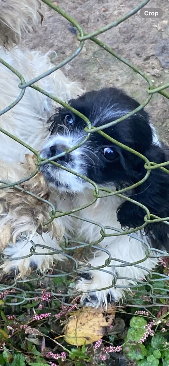 Cocker spaniel image 1