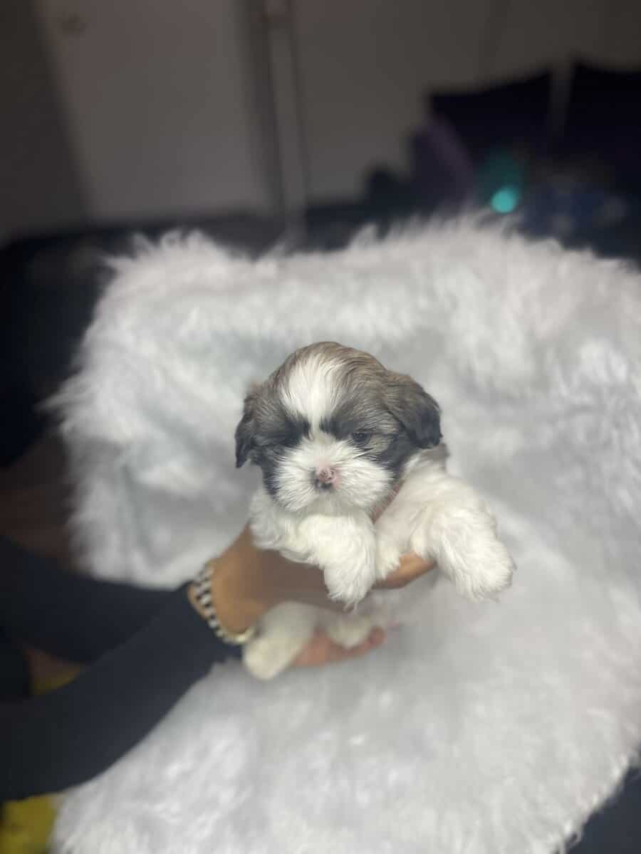Imperial Shih Tzus image 6