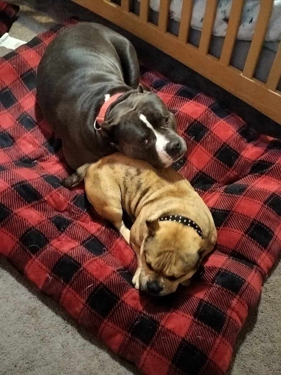 XL Bully image 4