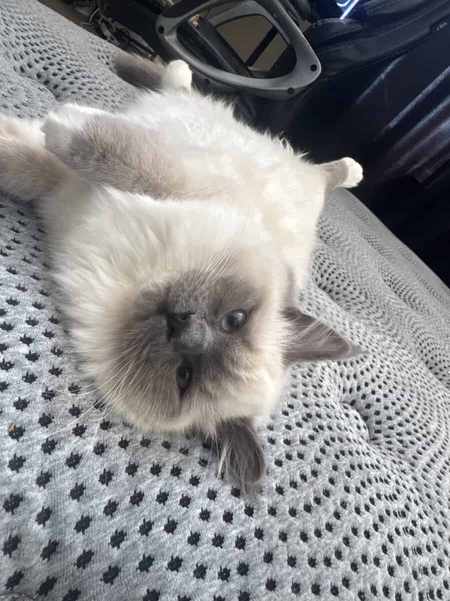 Purebred Ragdoll Cats for Sale – Kitten ($700) & A image 3